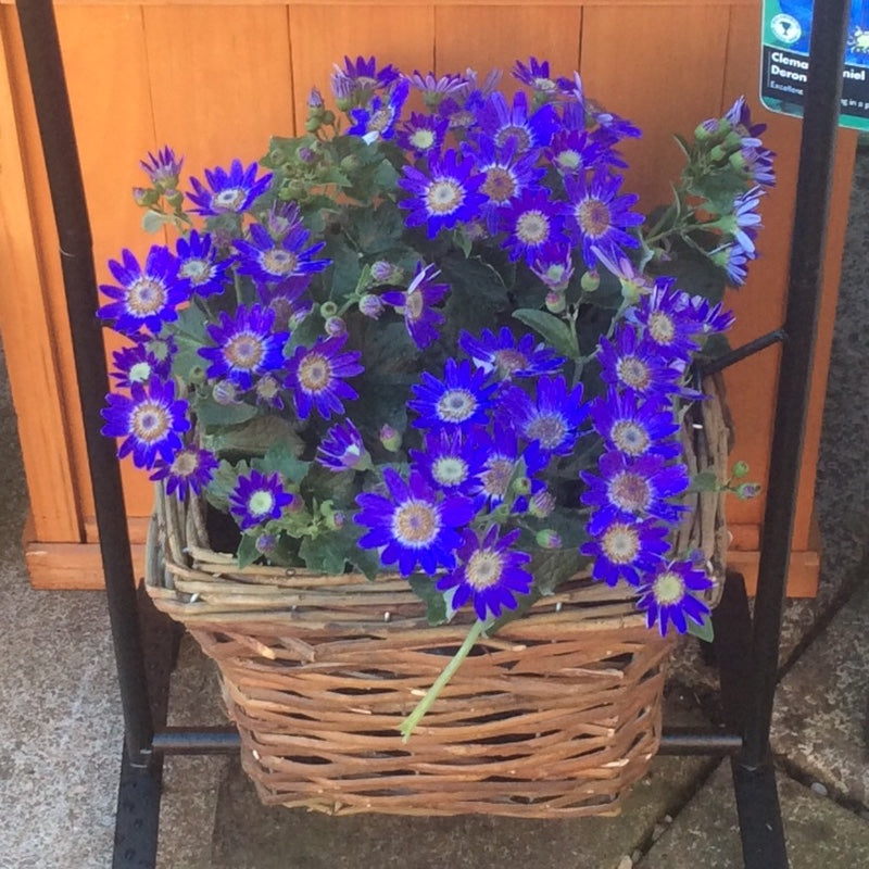 Senetti Plant 'Baby Blue' Senetti Plant 'Baby Blue' image3 3