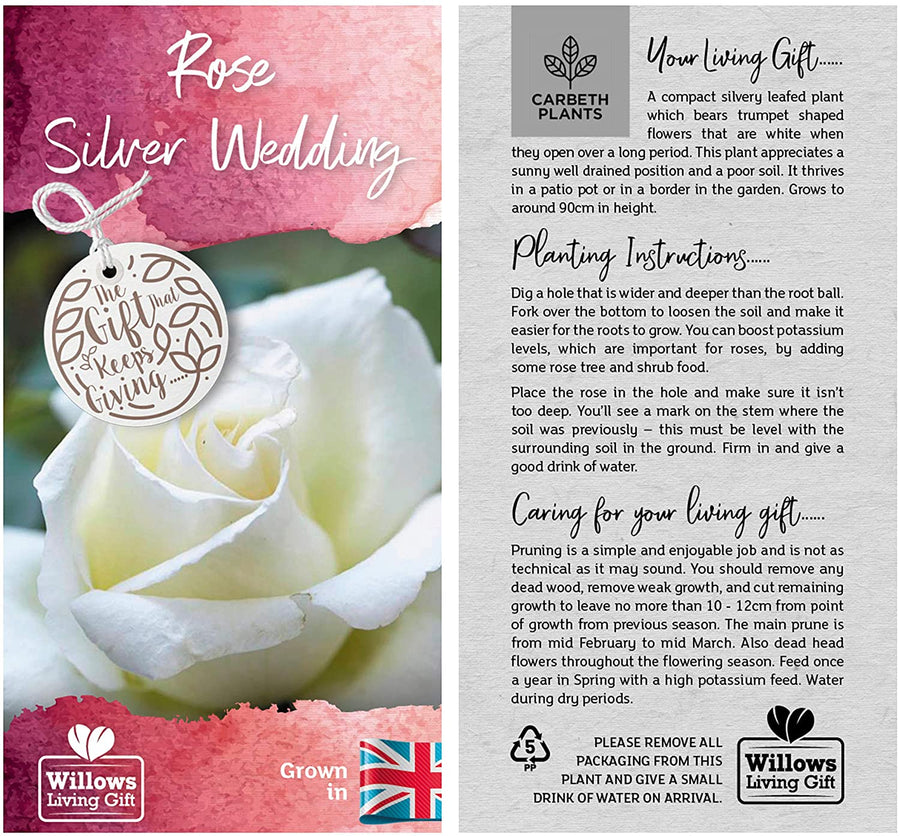 Silver 25th Wedding Anniversary Rose Bush Gift Wrapped  4