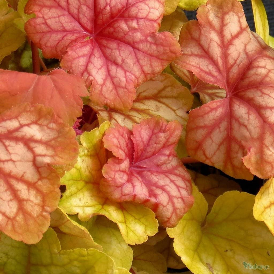 Small Shrub 5 Plant Mix 4 4