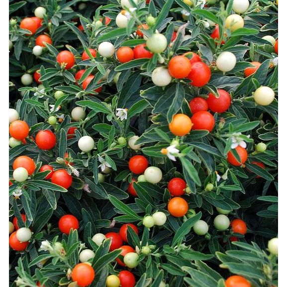 Solanum Jerusalem Cherry Plant Solanum Jerusalem Cherry Plant image3 3