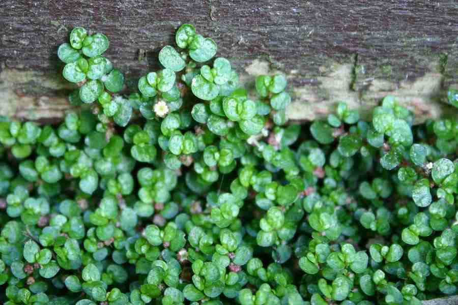 Soleirolia Soleirolii Soleirolia Soleirolii (2 Plants) image3 3