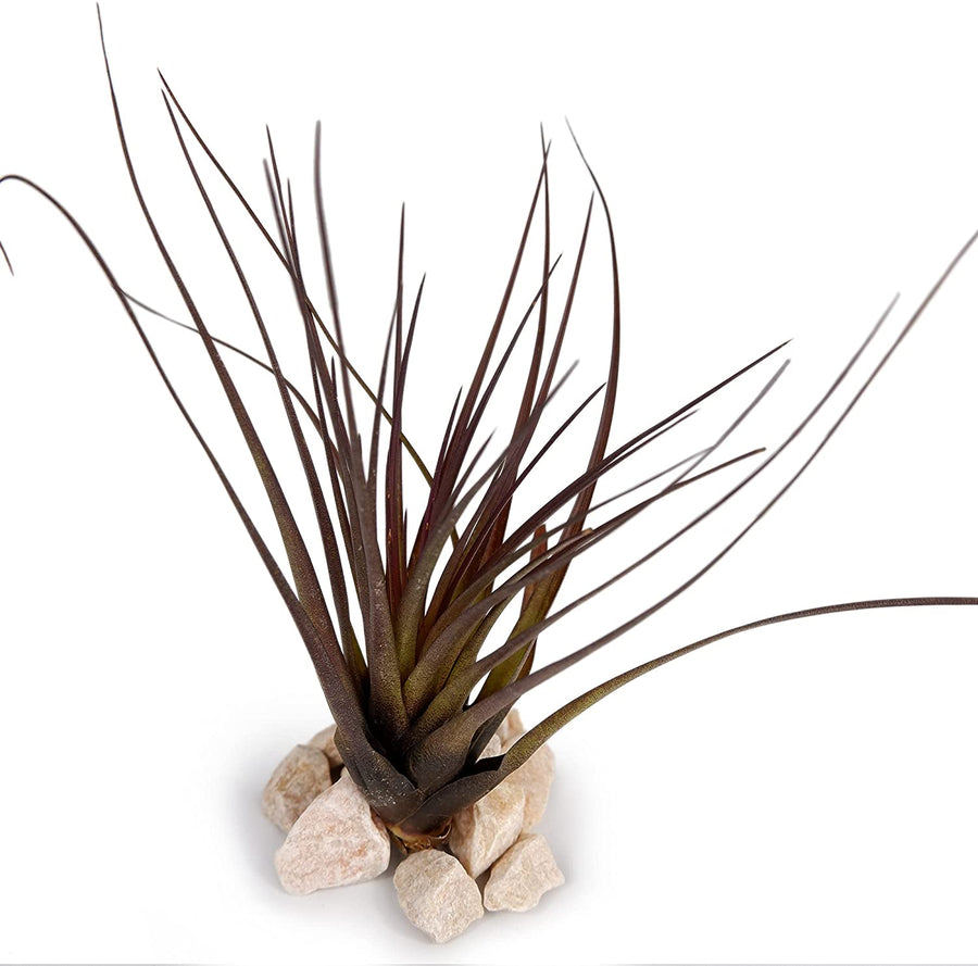 Succulent & Air Plant Mix 4 4