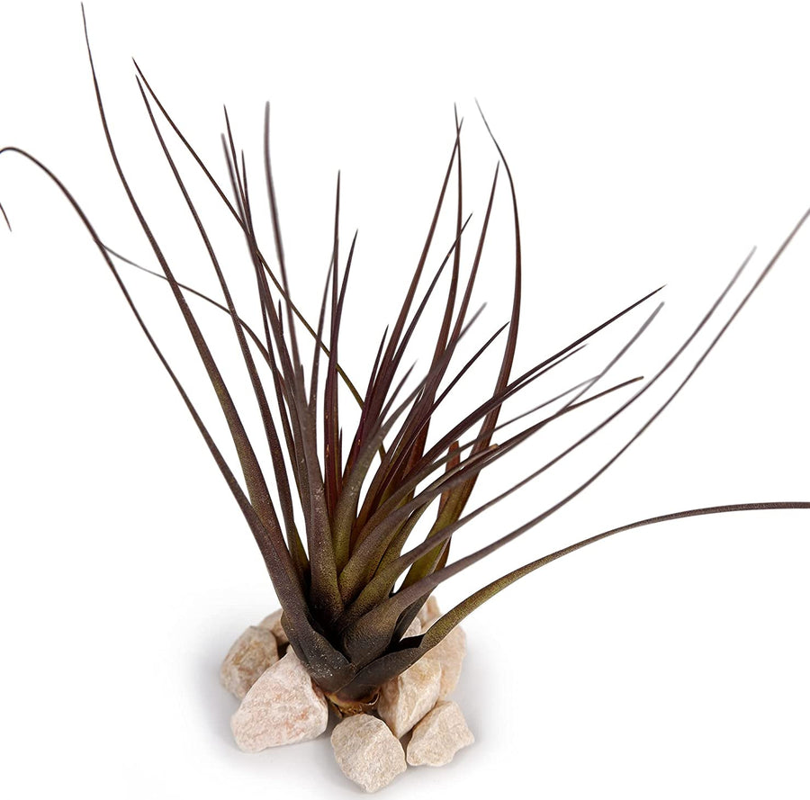 5 x Air Plants Mix Tillandsia 4 4