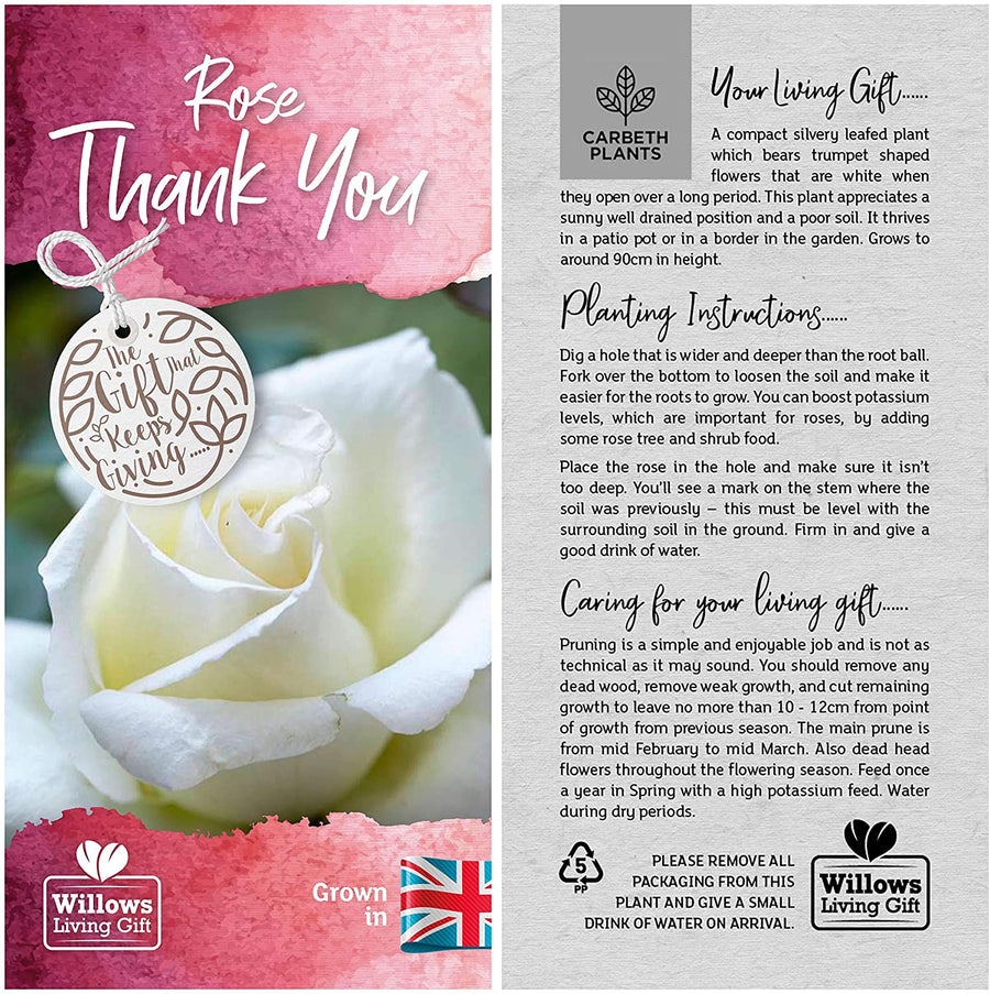 Thank You Rose Bush Gift Wrapped Thank You Rose Bush Gift Wrapped image3 3