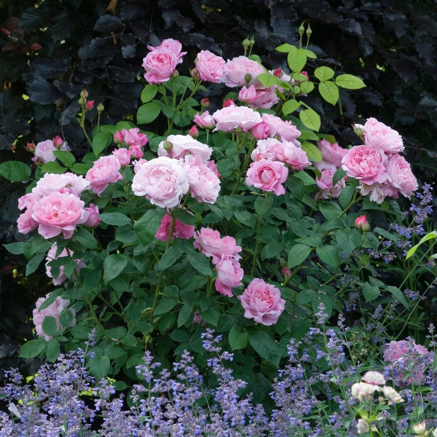 Pink English Scented Rose Bush 4 4