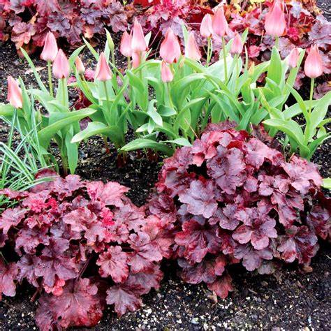 Heuchera - 'Root Beer' Heuchera - 'Root Beer' image3 3