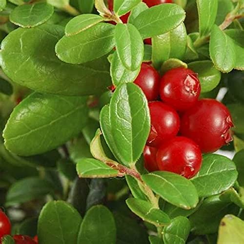 Lingonberry Plant - Vaccinium Vitis-Idaea Lingonberry Plant - Vaccinium Vitis-Idaea image3 1