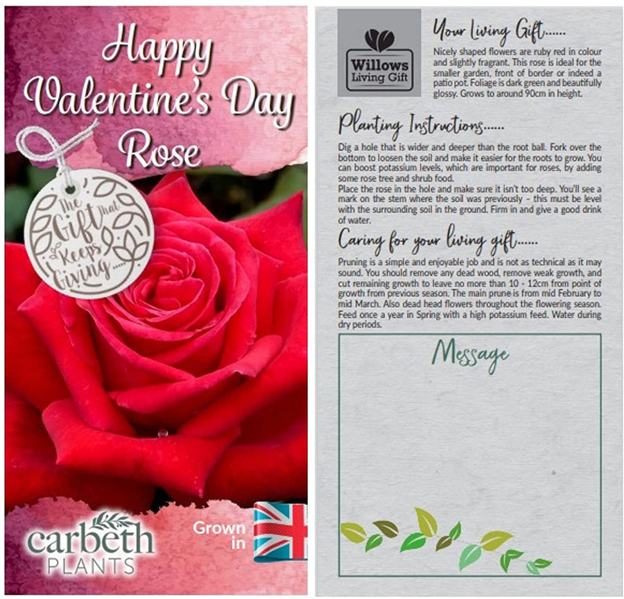 Valentine's Red Rose Bush Gift Wrapped Valentine's Red Rose Bush Gift Wrapped image3 3
