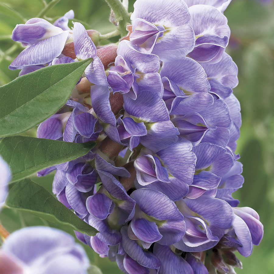 Wisteria Frutescens Plant - Amethyst Falls Wisteria Frutescens Plant - Amethyst Falls in 9cm Pot image2 2