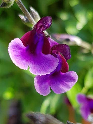 Salvia 3 Plant Mix Salvia 3 Plant Mix image3 3