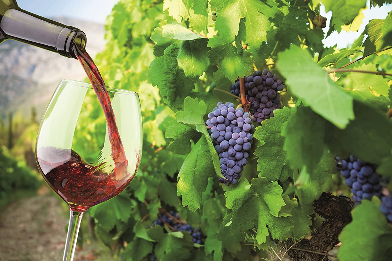 Grape Vine Plant Vitis Kalina
