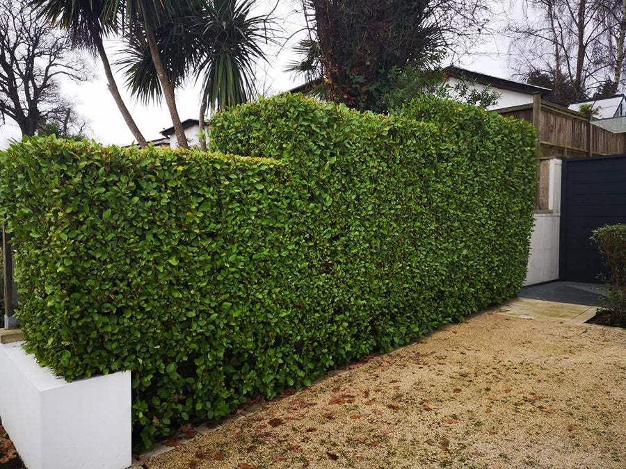Griselinia littoralis 4 4