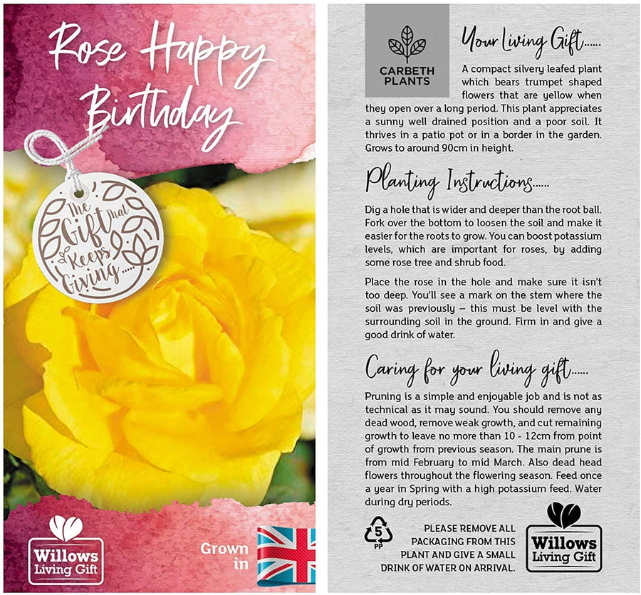 Happy Birthday Rose Bush Gift Wrapped Happy Birthday Rose Bush Gift Wrapped image3 3