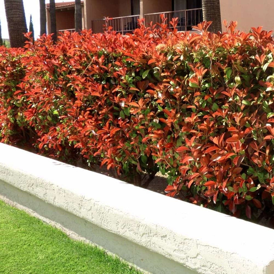 Photinia - 'Red Robin' (6 Plants) 4 4