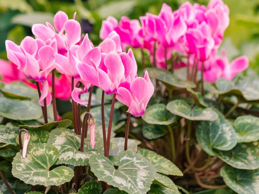 Seasonal Jumbo Pack Seasonal Jumbo Pack (6 Plants) image3 3