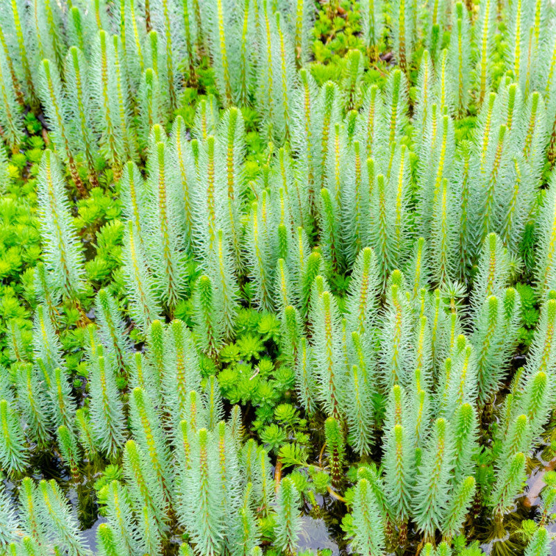Mare's Tail - Hippuris vulgaris Pond Plant Hippuris Vulgaris Pond Plant image3 3