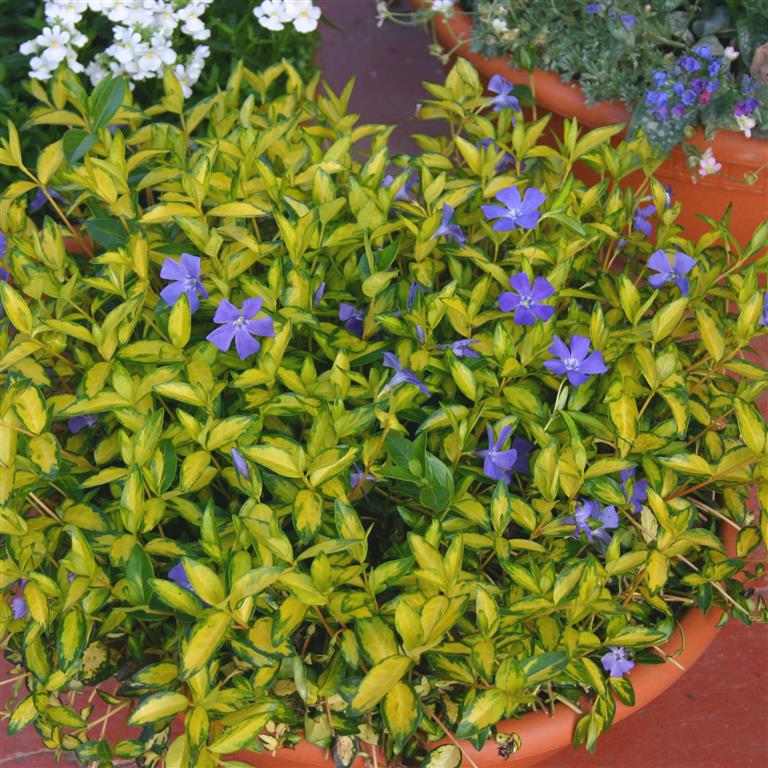 3 x Blue Lesser Periwinkle Plants - Vinca Illumination 3 x Blue Lesser Periwinkle Plants - Vinca Illumination image3 3
