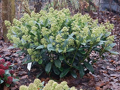 Skimmia - 'Finchy' Skimmia - 'Finchy' image3 3