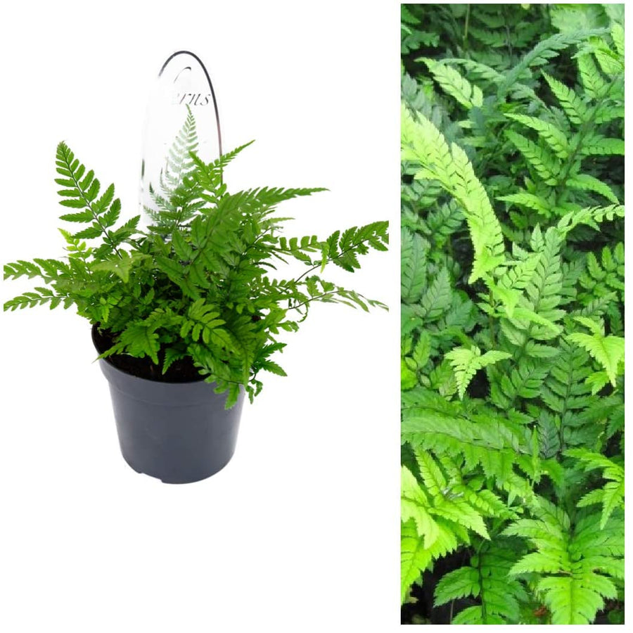 Fern Plant Mix Fern Plant Mix (10 Plants) image3 3