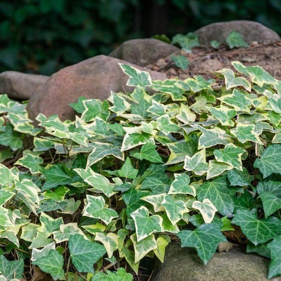 Hedera Ivy Gold & White Mix 4 4
