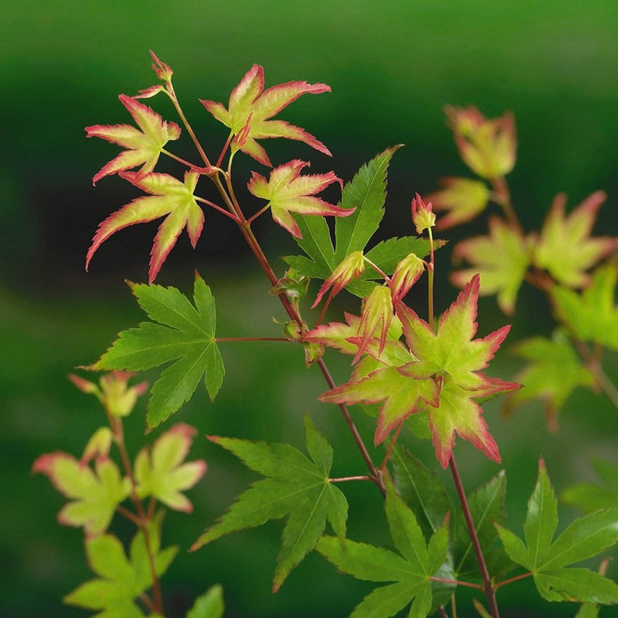 Acer Little Princess 4 4