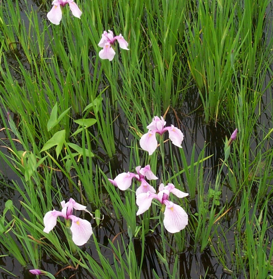 Iris ensata 'Rose Queen' - Pink Pond Iris 4 2