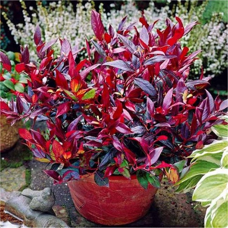 Leucothoe Scarletta 'Burning Love' Leucothoe Scarletta 'Burning Love' image2 2