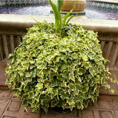 Hedera Climbing Ivy - Goldchild 4 4