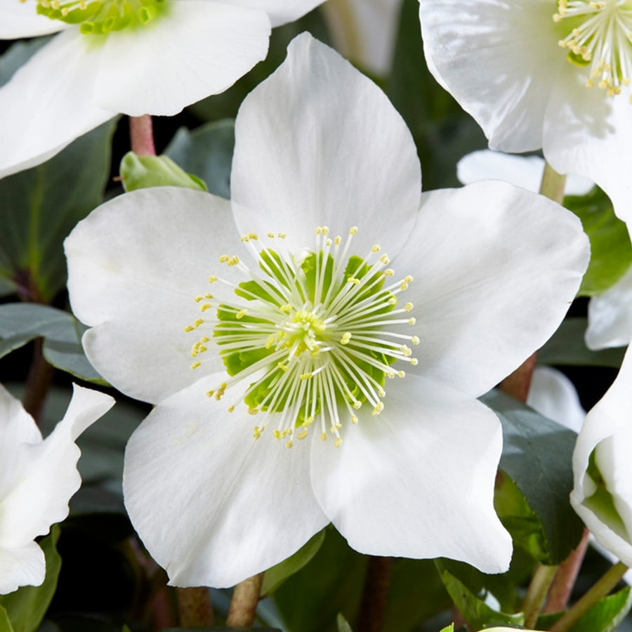 Helleborus Niger - 'Christmas Rose' 4 1