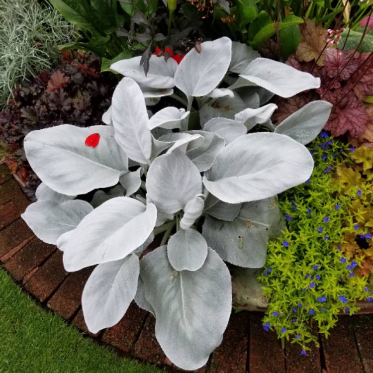 Senecio 'Angel Wings' in 2 Litre Pot Senecio 'Angel Wings' in 2 Litre Pot image3 3