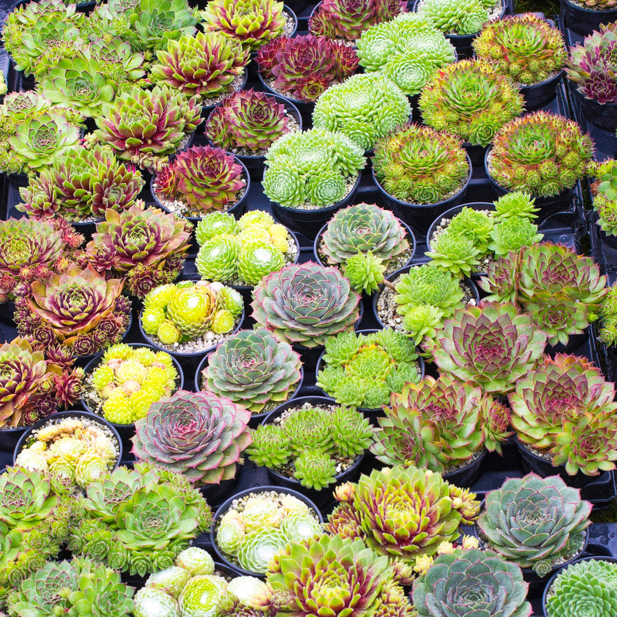 15 Mixed Plants - 5 Succulents, 5 Sempervivum & 5 Cactus 4 1