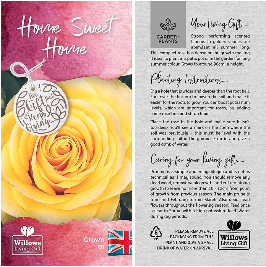 Home Sweet Home Rose Bush Gift Wrapped Home Sweet Home Rose Bush Gift Wrapped image3 3
