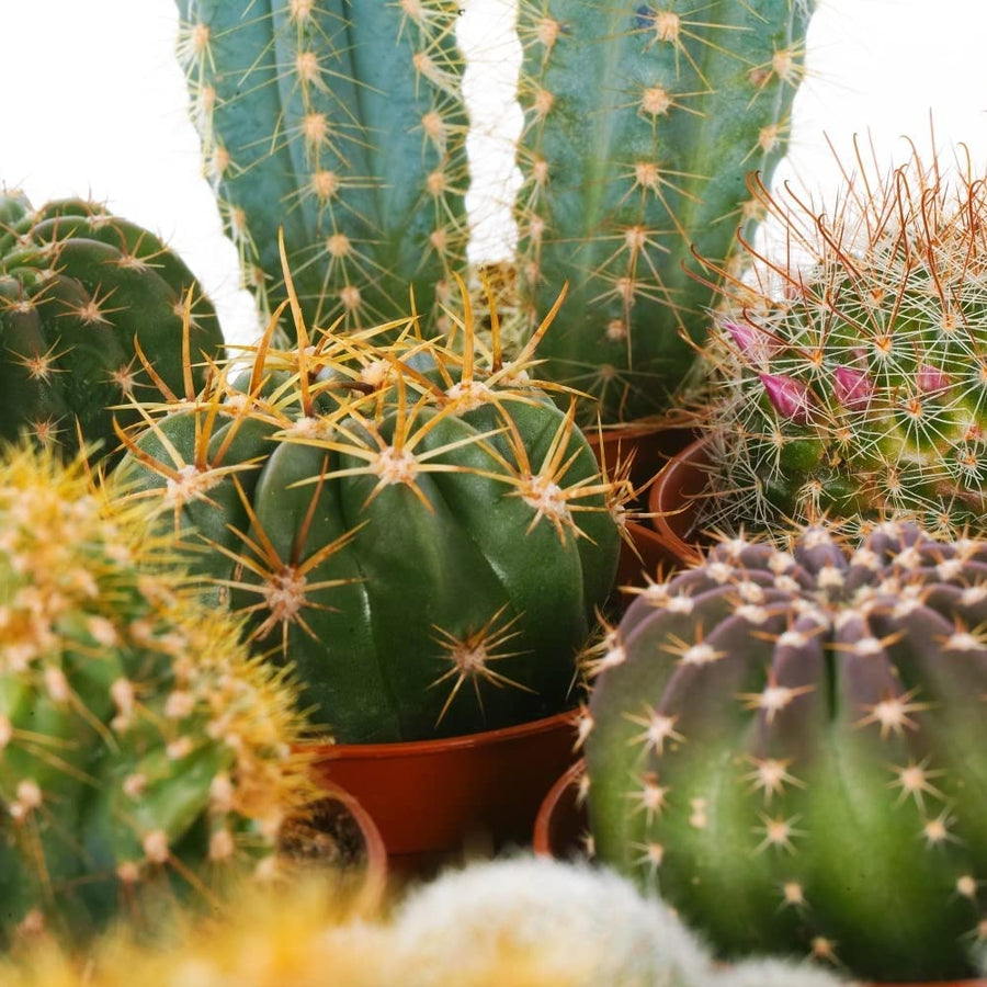 Cactus Indoor Mix 4 3