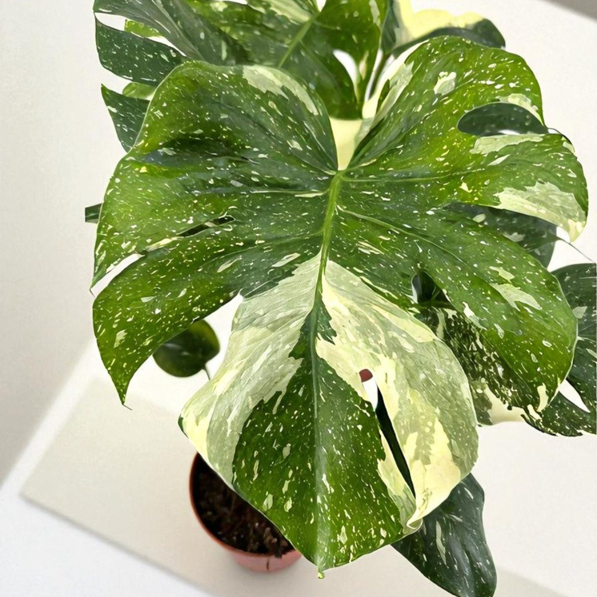 Monstera Deliciosa Thai Constellation in 6cm Pot  4