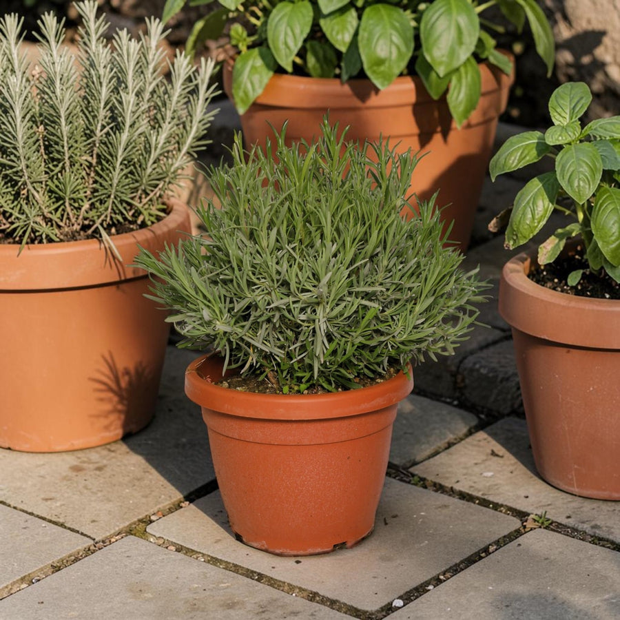 English Lavender Plant -  Lavandula Hidcote  3