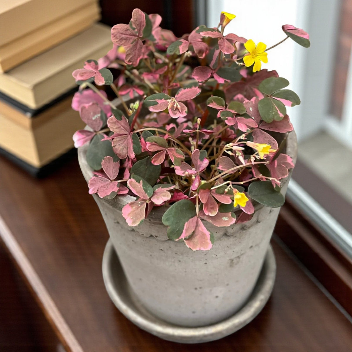 Oxalis Spiralis Crazy Pink  2