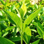 Matcha Tea Plant Camellia Sinensis Tea Breeze  2