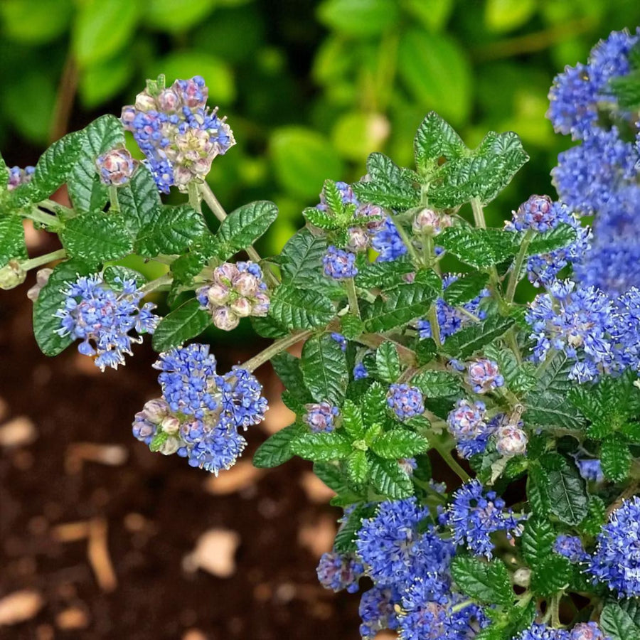 Ceanothus Plant Collection  4