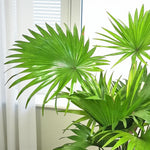 Footstool Palm  2