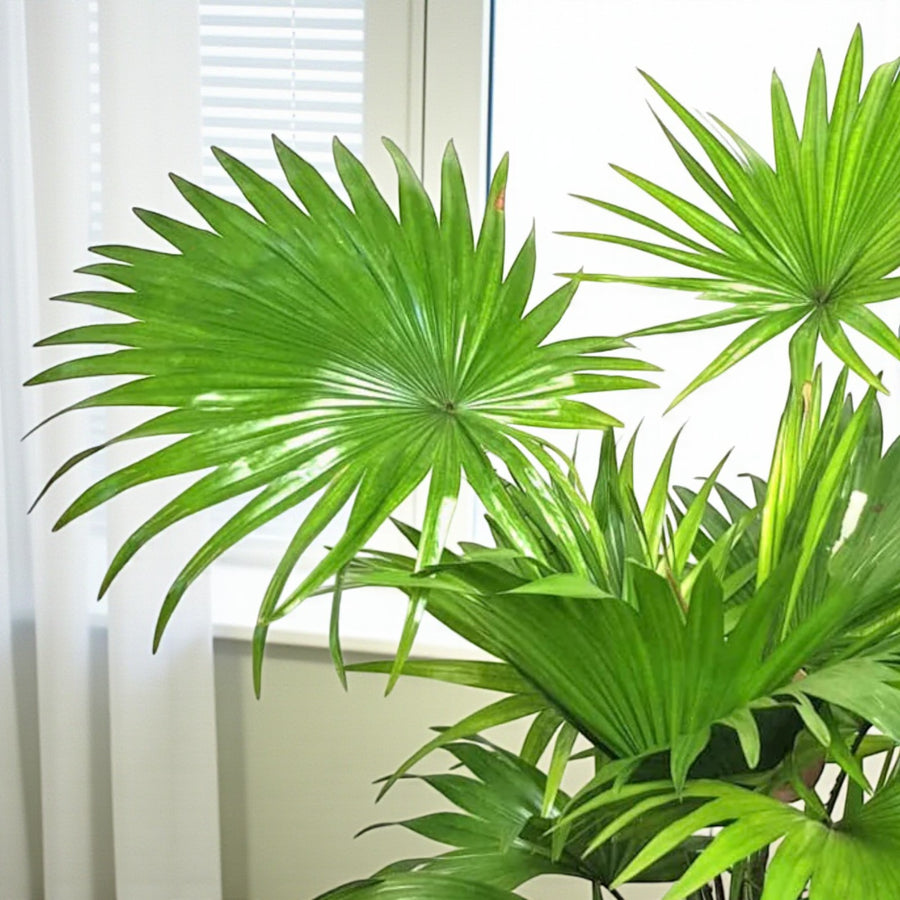 Footstool Palm  2