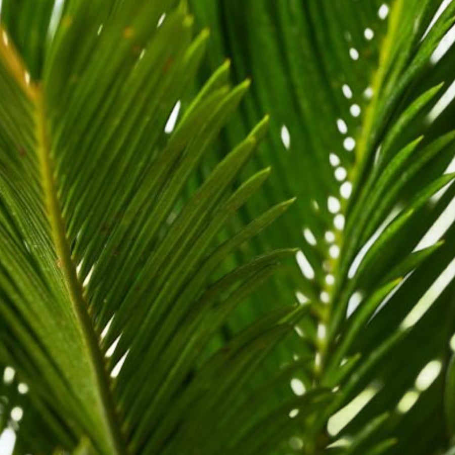 Sago Palm  2