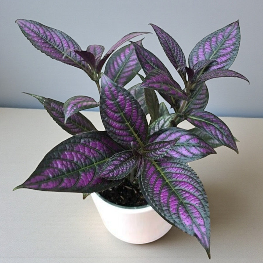 Strobilanthes Dyeriana - Persian Shield  3