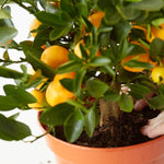 Mini Citrus Orange Calamondin Tree  3
