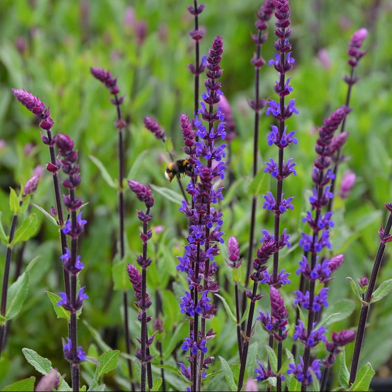 Salvia 'East Friesland' (2 Plants) Salvia 'East Friesland' (2 Plants) image3 3