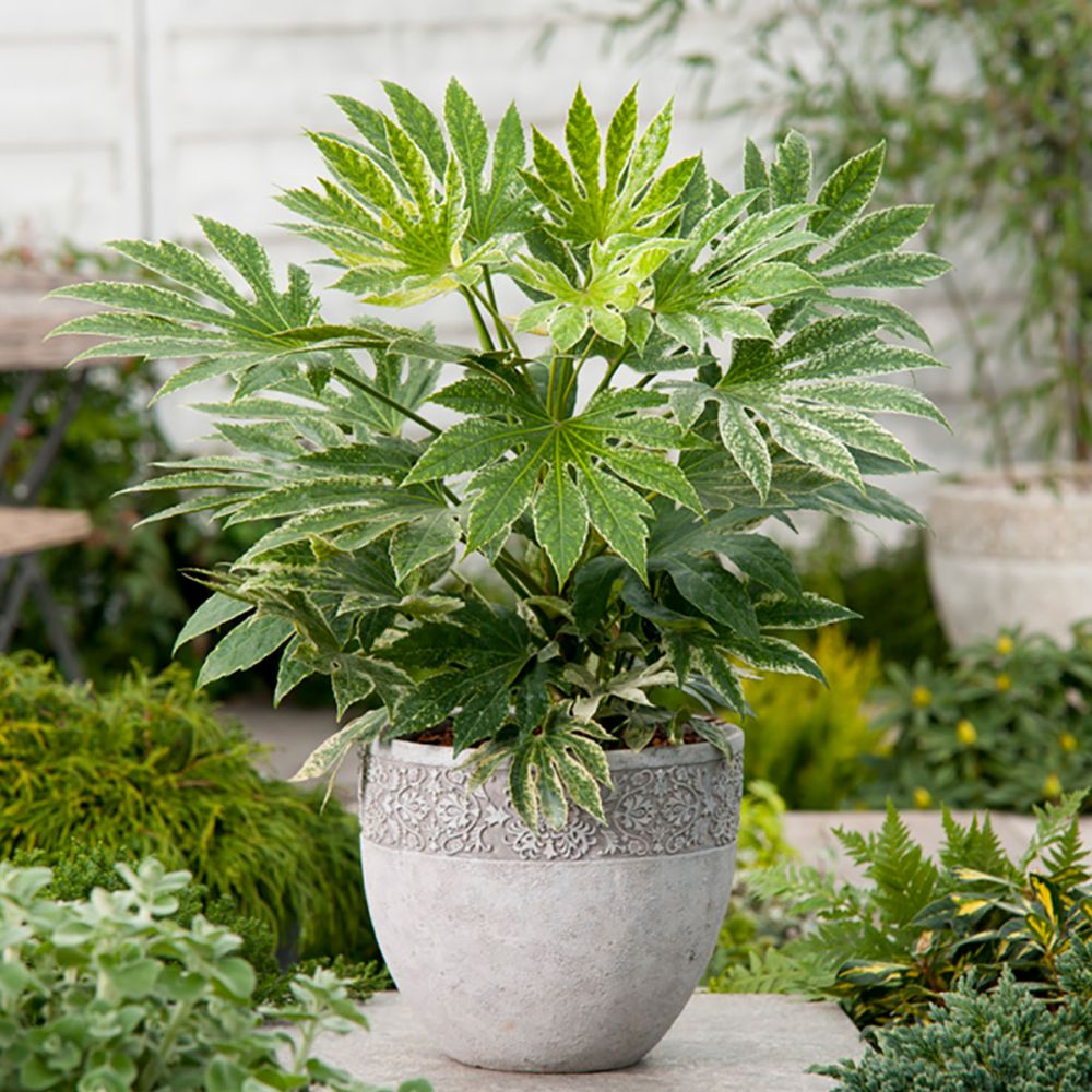 Fatsia Japonica Spiders Web Plant