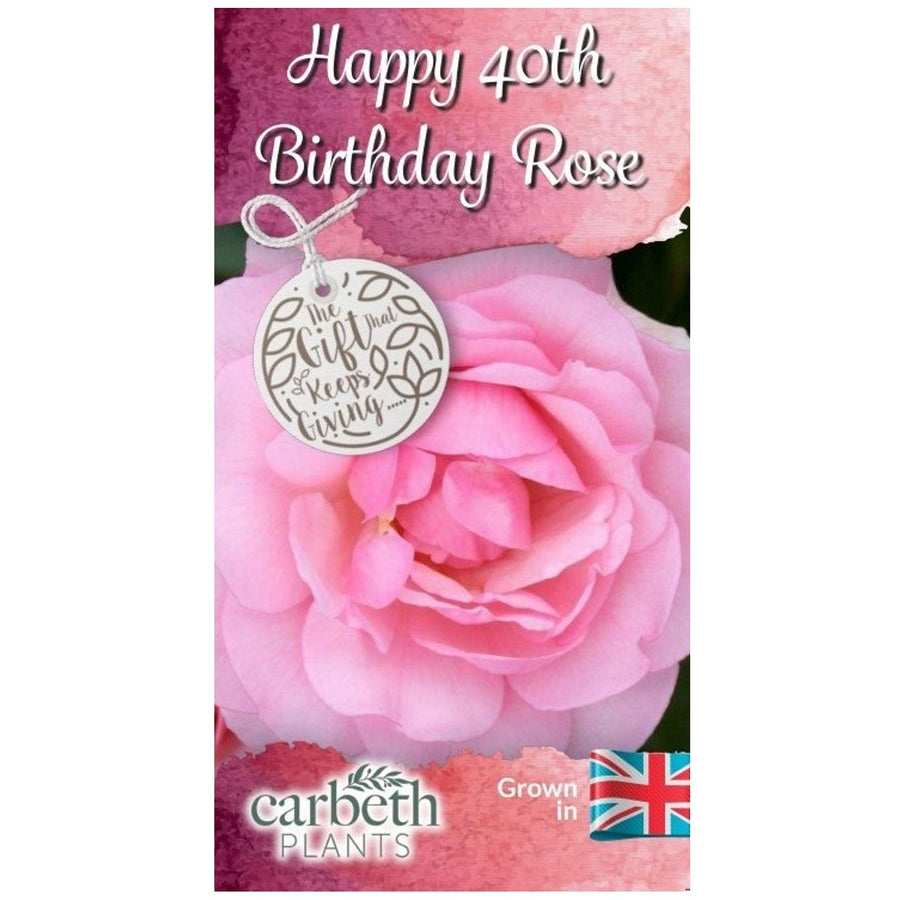 Happy 40th Birthday Rose Bush Gift Wrapped Happy 40th Birthday Rose Bush Gift Wrapped image2 2