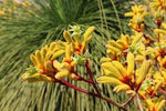Kangaroo Paw Beauty Houseplant  4