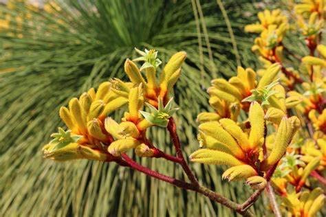 Kangaroo Paw Beauty Houseplant  4