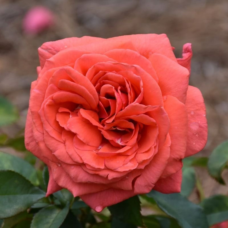 Rose Bush 'Fragrant Cloud' 41288-1 5