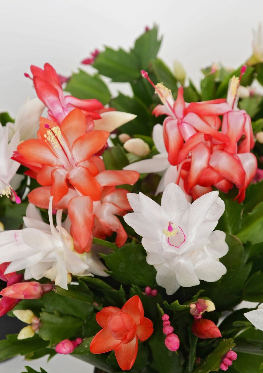 Christmas Cactus Tricolour Christmas Cactus Tricolour image3 3